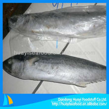 fresh frozen Japanese Spanish mackerel fish